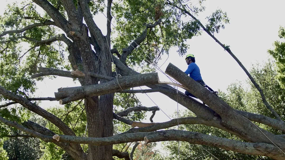 Professional Hazardous Tree Removal performed by certified arborists in Stilesville